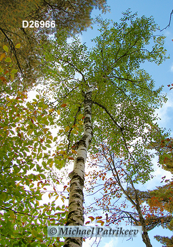 Paper Birch (Betula papyrifera)